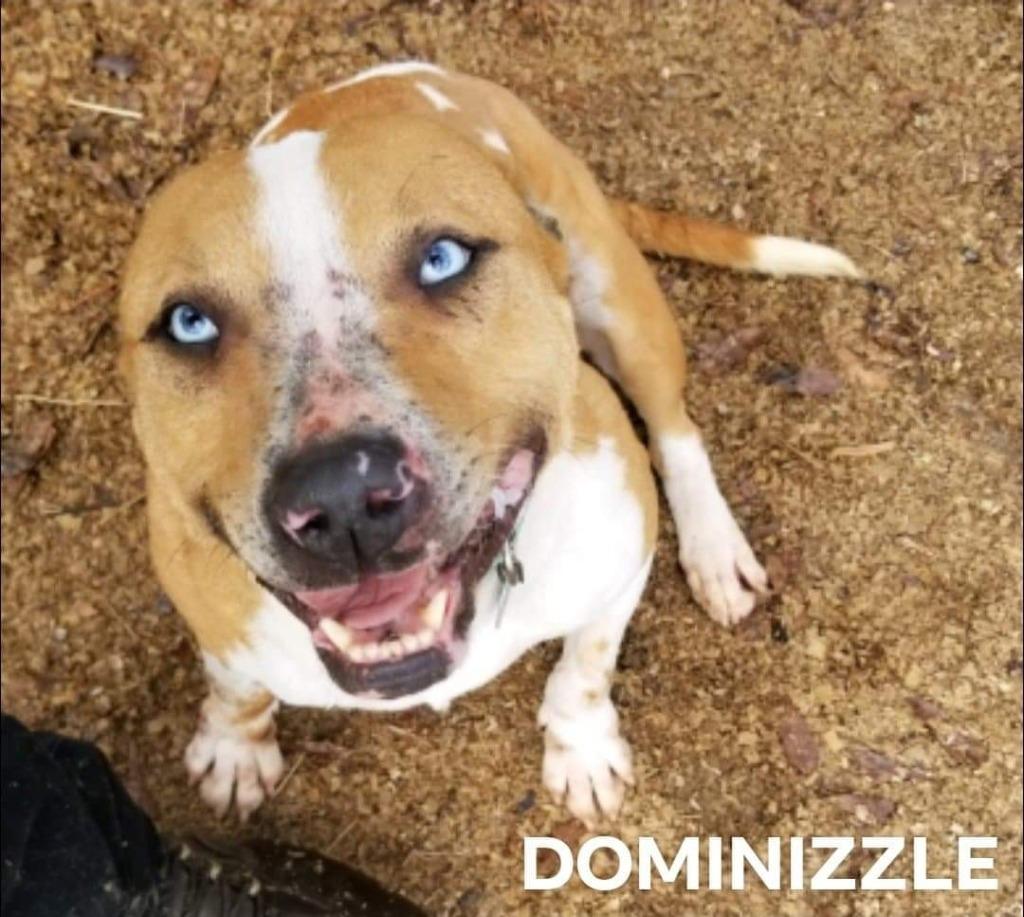 Dominizzle, Adoptable, Senior Female Catahoula Leopard Dog & Terrier.