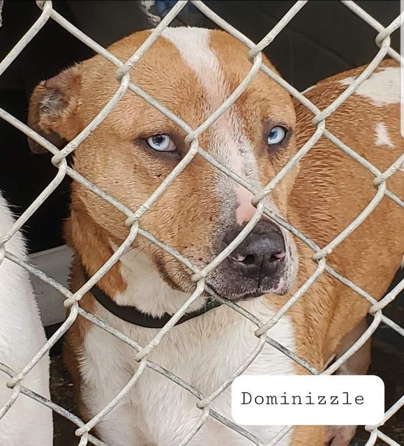 Enlarge Dominizzle, a Adoptable mixed breed in El Dorado, AR image 2/2