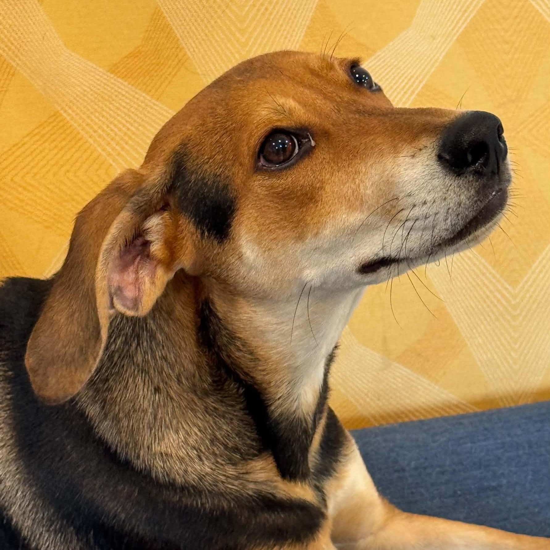 Dennis, Adoptable, Puppy Male Hound.