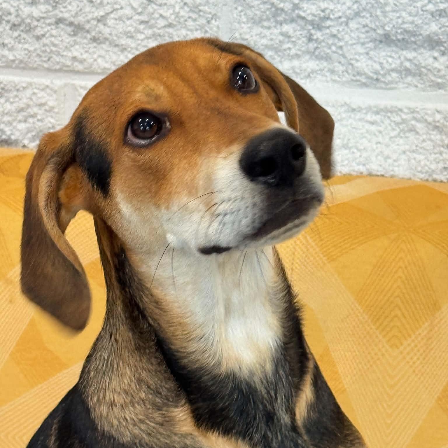 Enlarge Dennis, a Adoptable mixed breed in Danbury, CT image 3/4