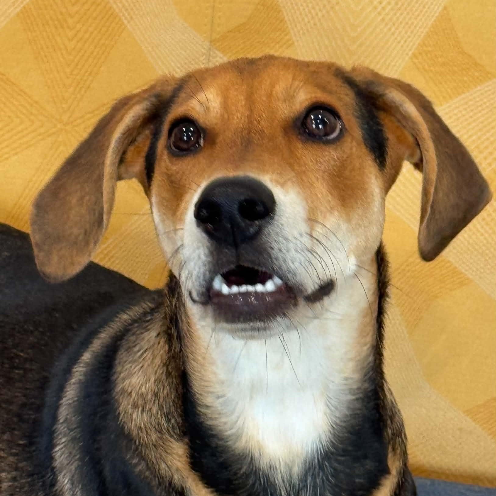 Enlarge Dennis, a Adoptable mixed breed in Danbury, CT image 2/4