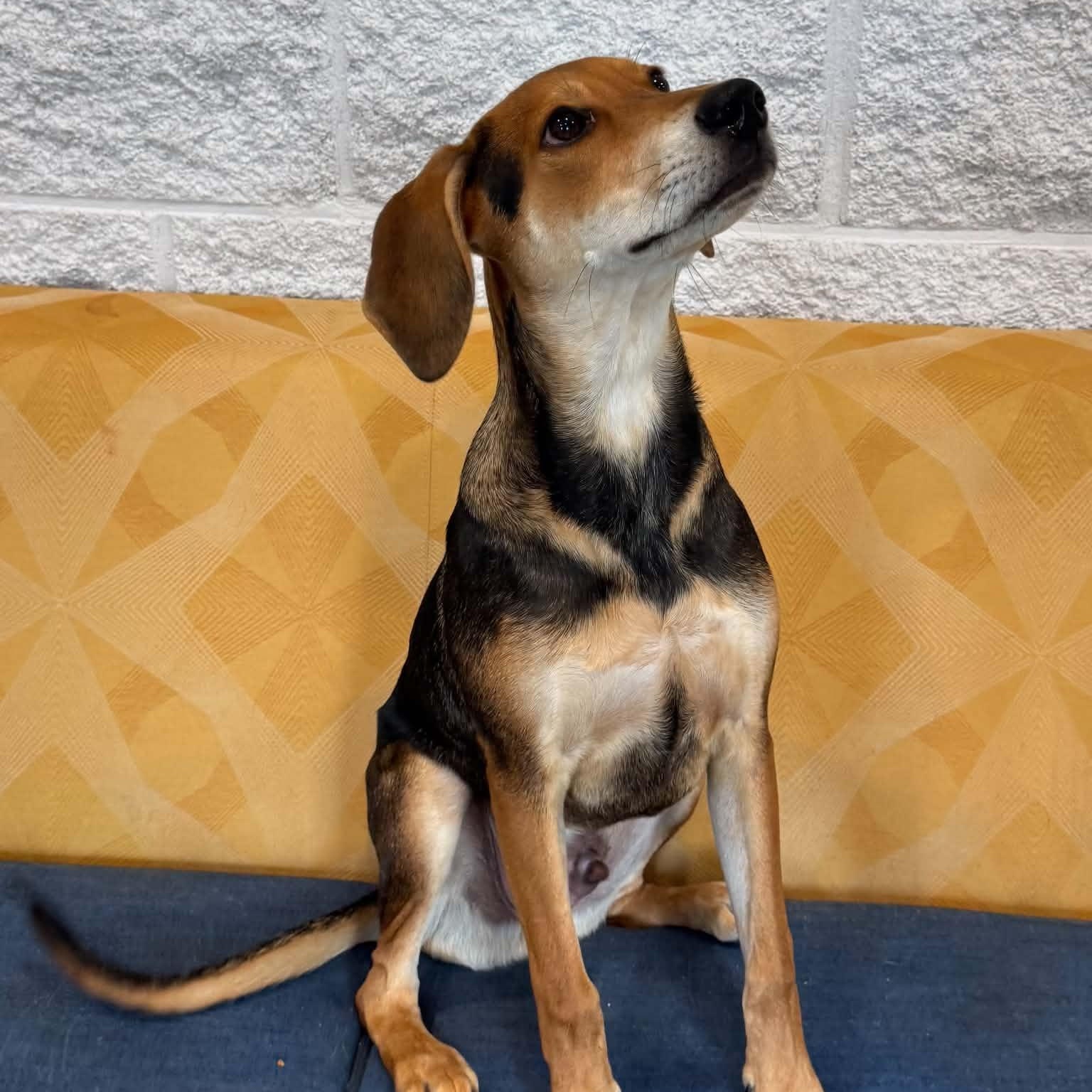 Enlarge Dennis, a Adoptable mixed breed in Danbury, CT image 4/4