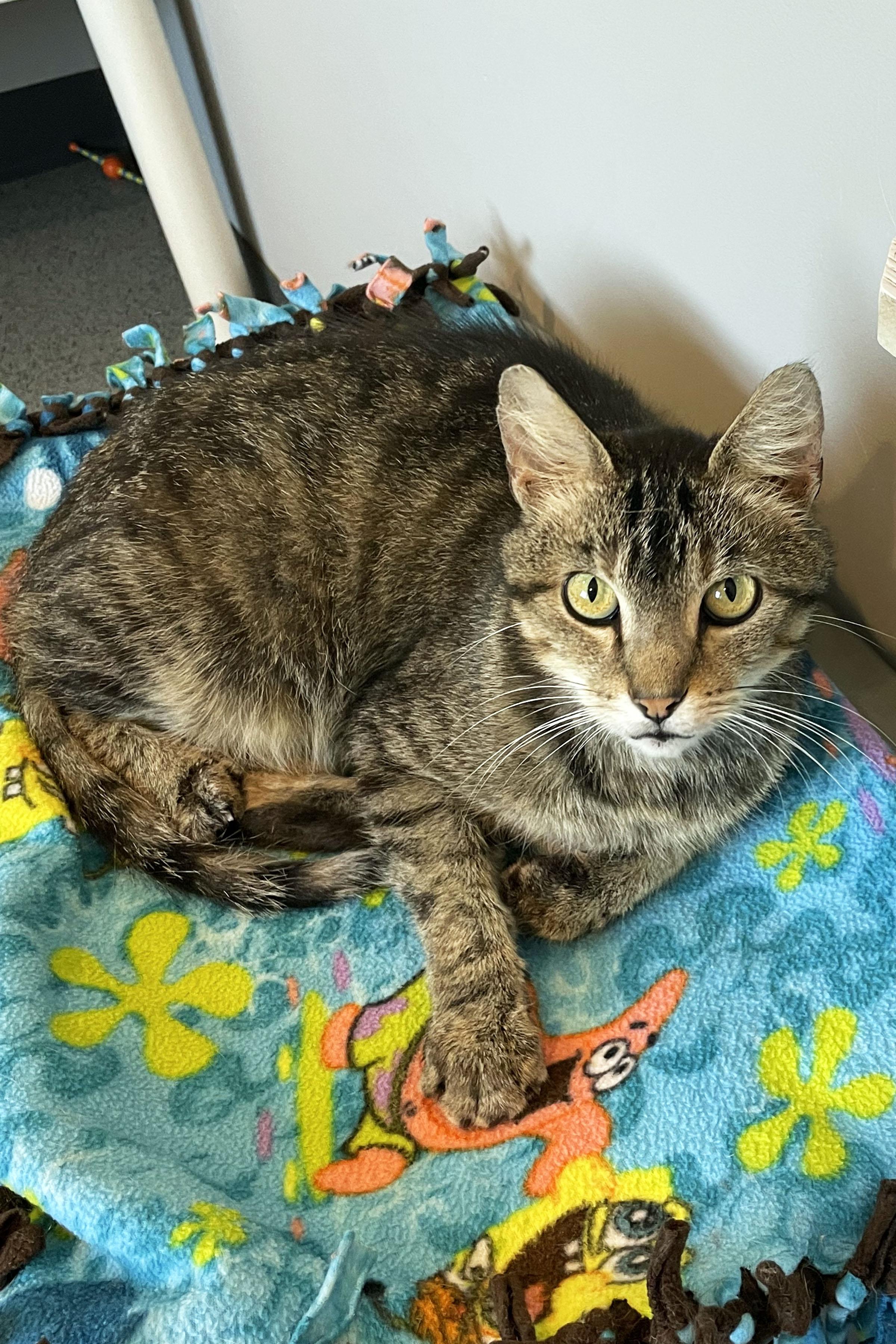 Joel, adopted, Adult Male Domestic Short Hair.