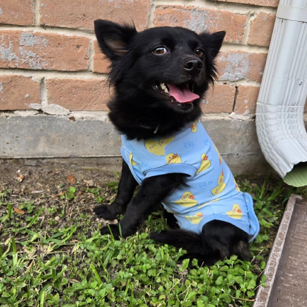 Charlotte, Adoptable, Adult Female Cairn Terrier.