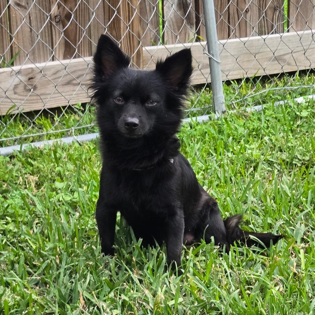 Enlarge Charlotte, a Adoptable Cairn Terrier in Katy, TX image 2/6