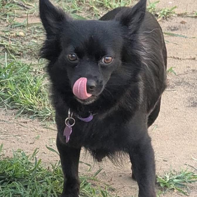 Enlarge Charlotte, a Adoptable Cairn Terrier in Katy, TX image 3/6