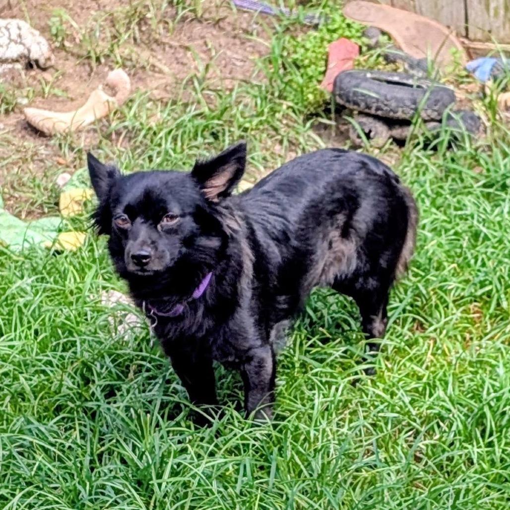 Enlarge Charlotte, a Adoptable Cairn Terrier in Katy, TX image 4/6