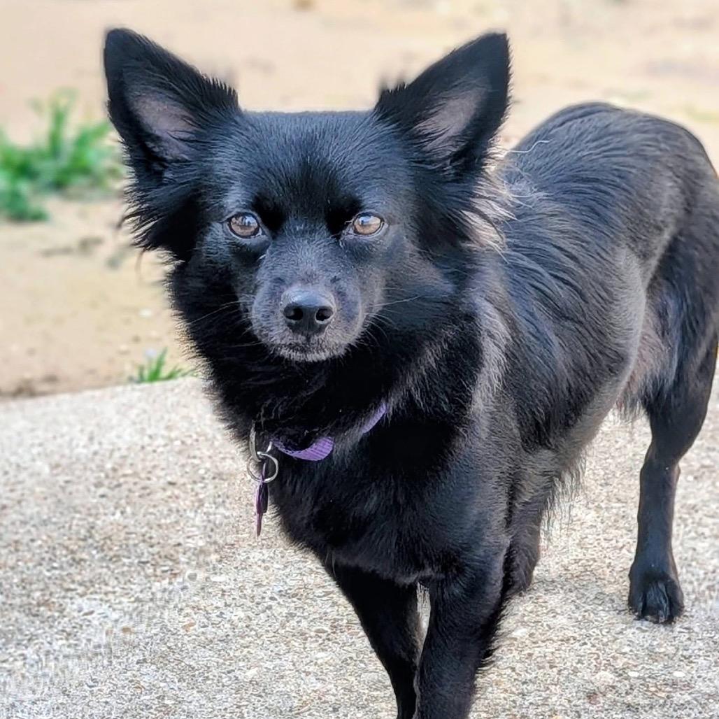 Enlarge Charlotte, a Adoptable Cairn Terrier in Katy, TX image 5/6