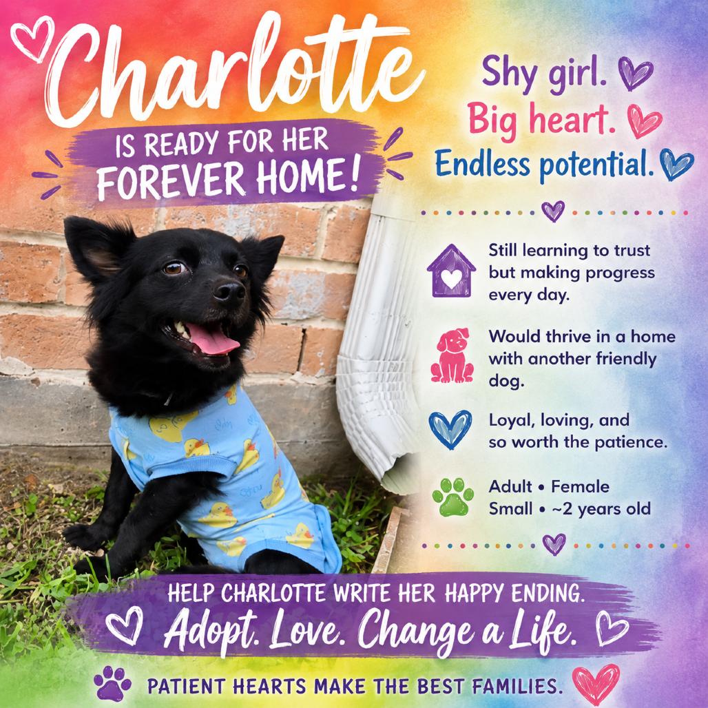 Enlarge Charlotte, a Adoptable Cairn Terrier in Katy, TX image 6/6