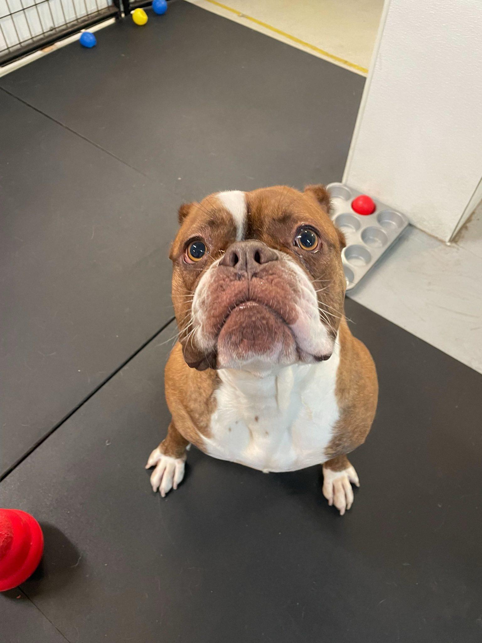 Brunhilda, Adoptable, Young Female Boxer & American Bulldog.