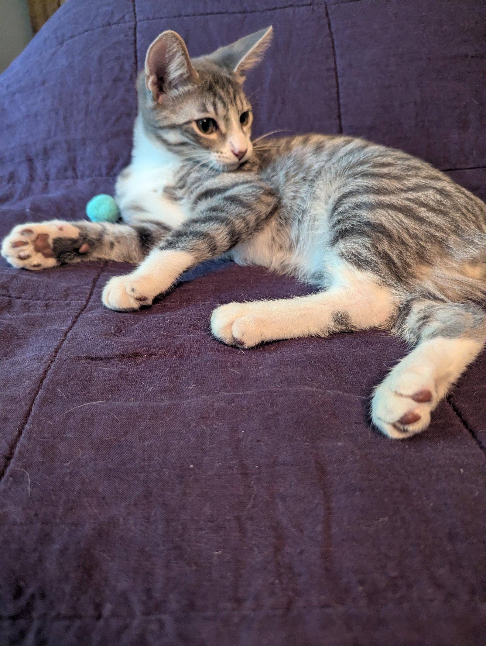 Picasso - KITTEN, Adoptable, Young Male Domestic Short Hair.