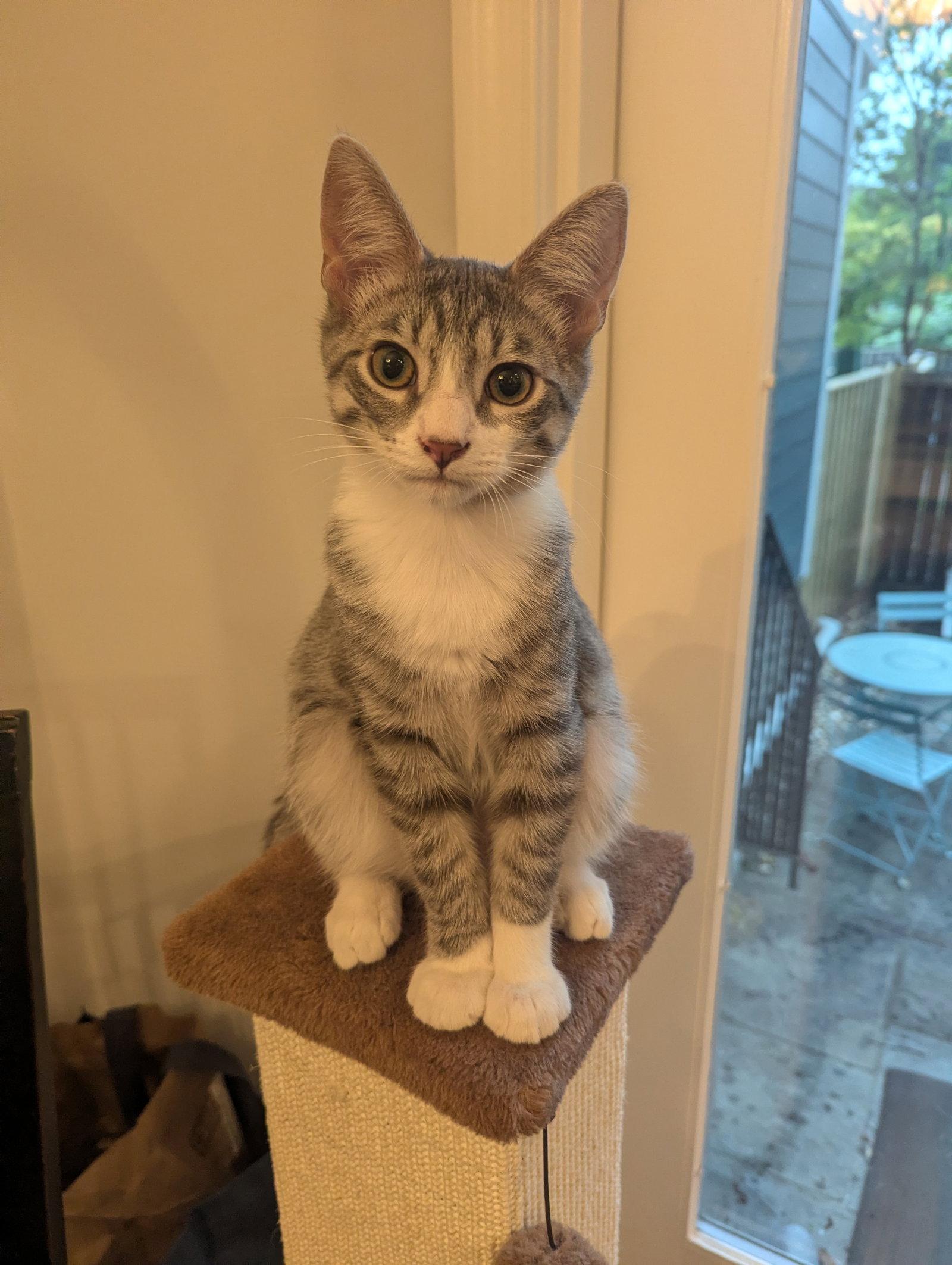 Enlarge Picasso - KITTEN, a Adoptable Domestic Short Hair in Alexandria, VA image 2/3