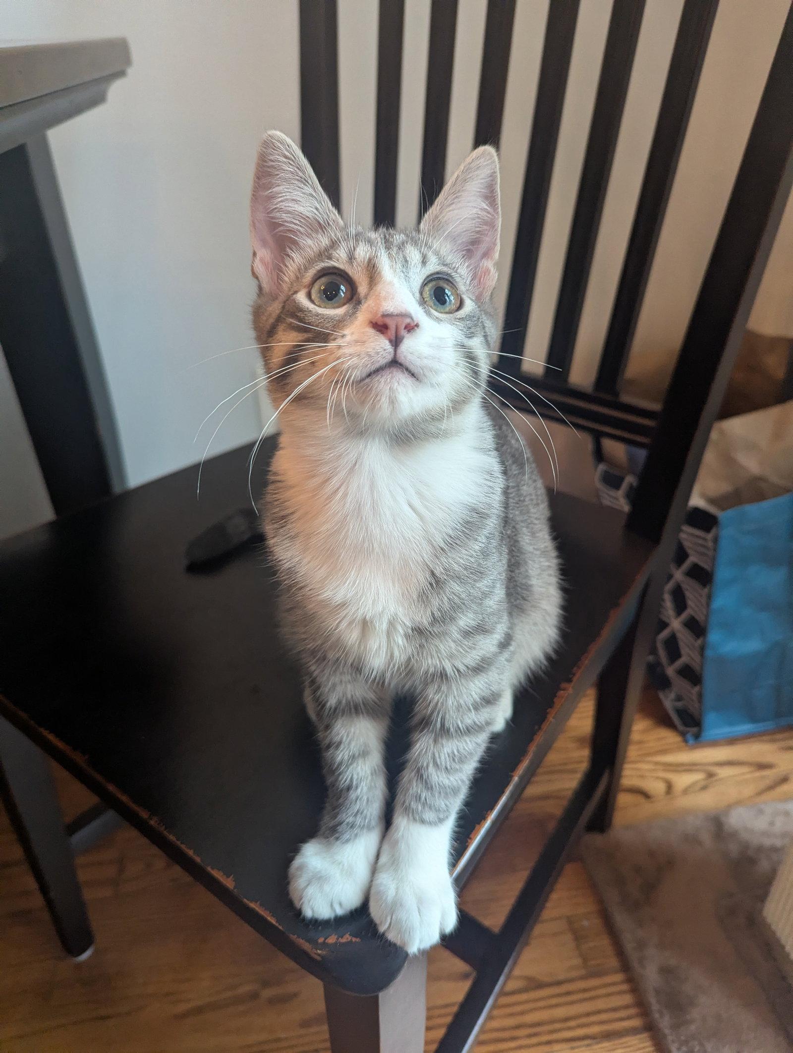 Enlarge Picasso - KITTEN, a Adoptable Domestic Short Hair in Alexandria, VA image 3/3