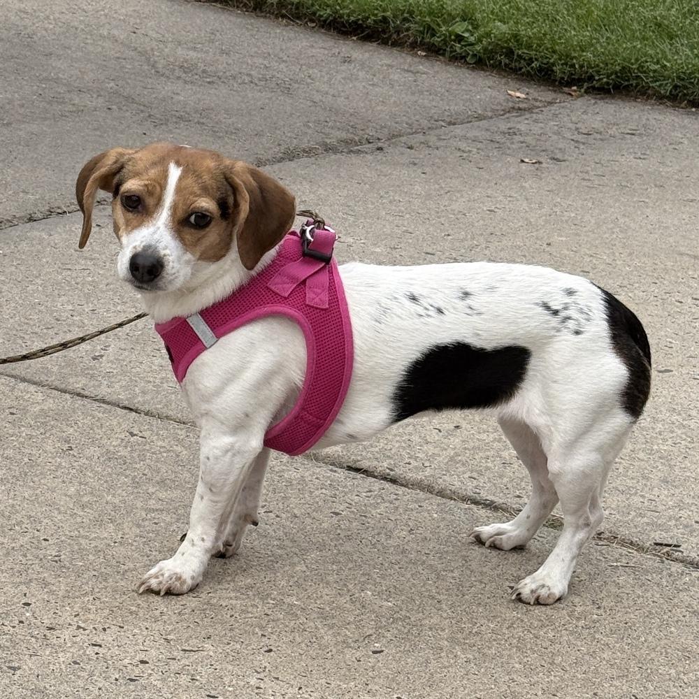 Enlarge Lucky, a Adoptable mixed breed in Willingboro, NJ image 1/6