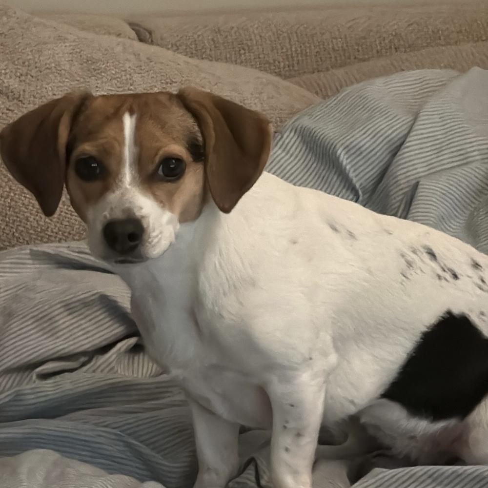 Enlarge Lucky, a Adoptable mixed breed in Willingboro, NJ image 2/6