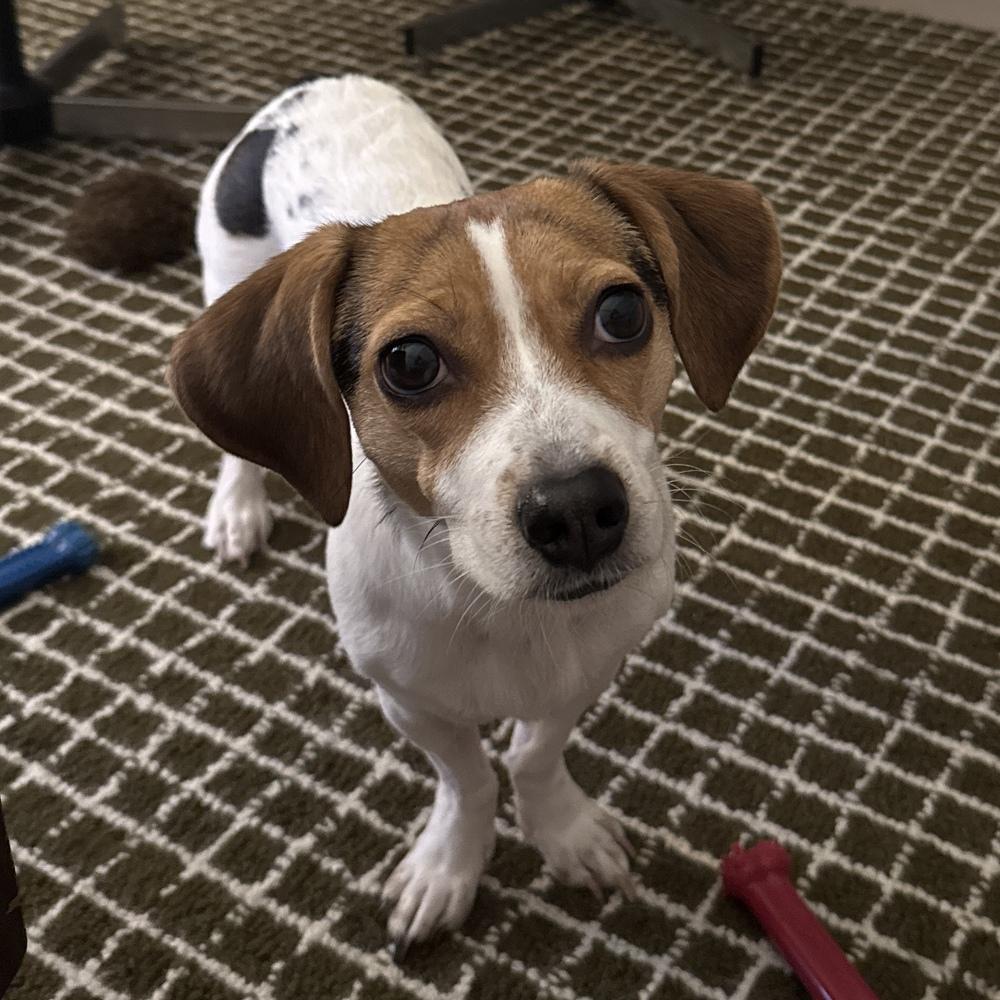 Enlarge Lucky, a Adoptable mixed breed in Willingboro, NJ image 5/6