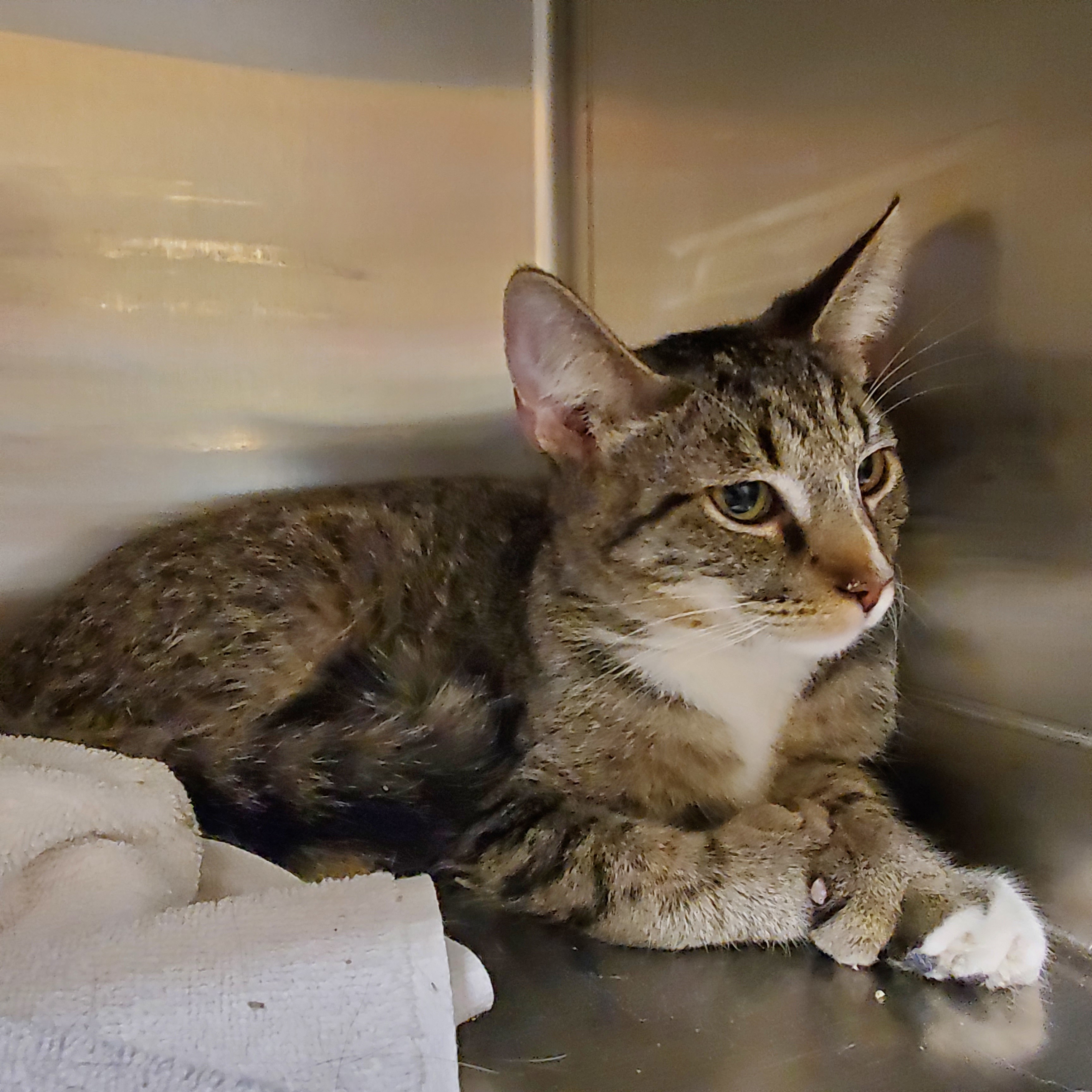 Animal Shelters Muncie Indiana 24 - 7tfomb7