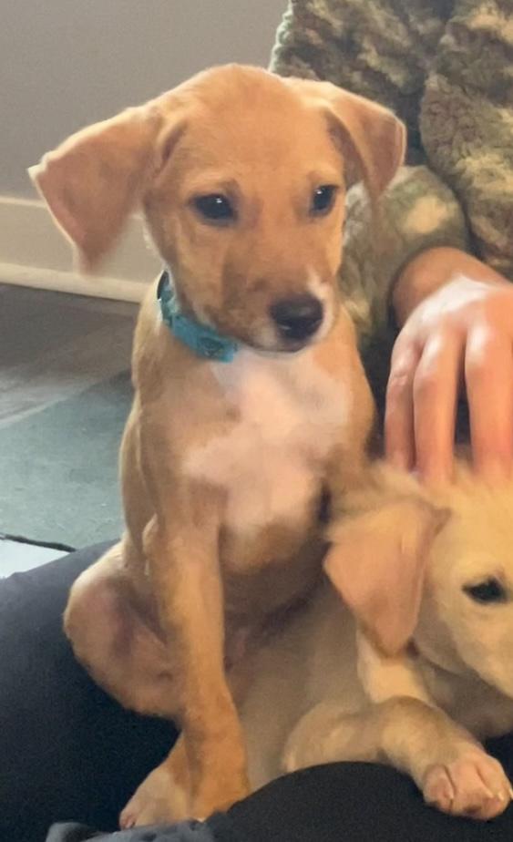 Armie, a Adopted mixed breed in Littleton, CO image 6/6