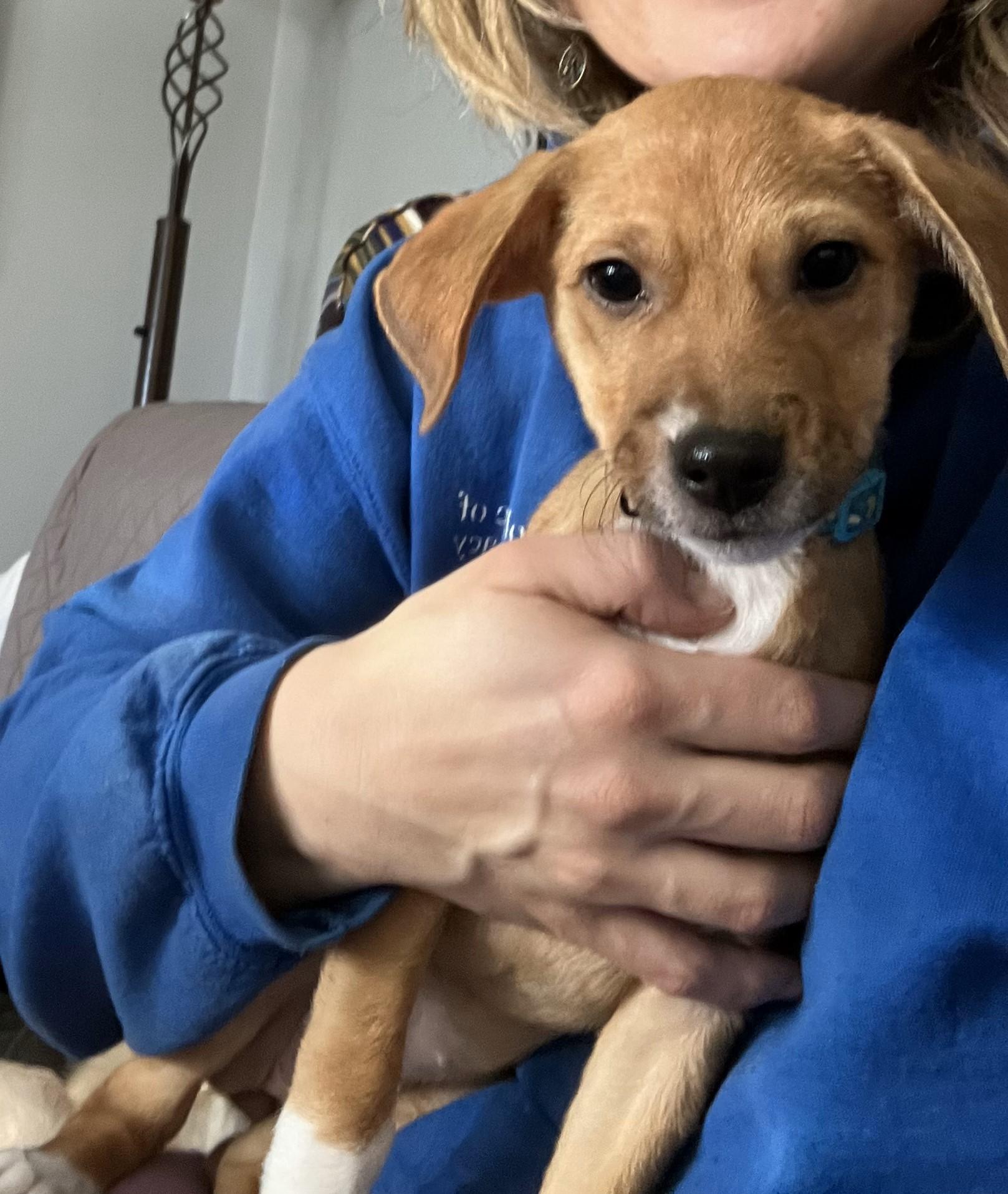 Armie, a Adopted mixed breed in Littleton, CO image 2/6