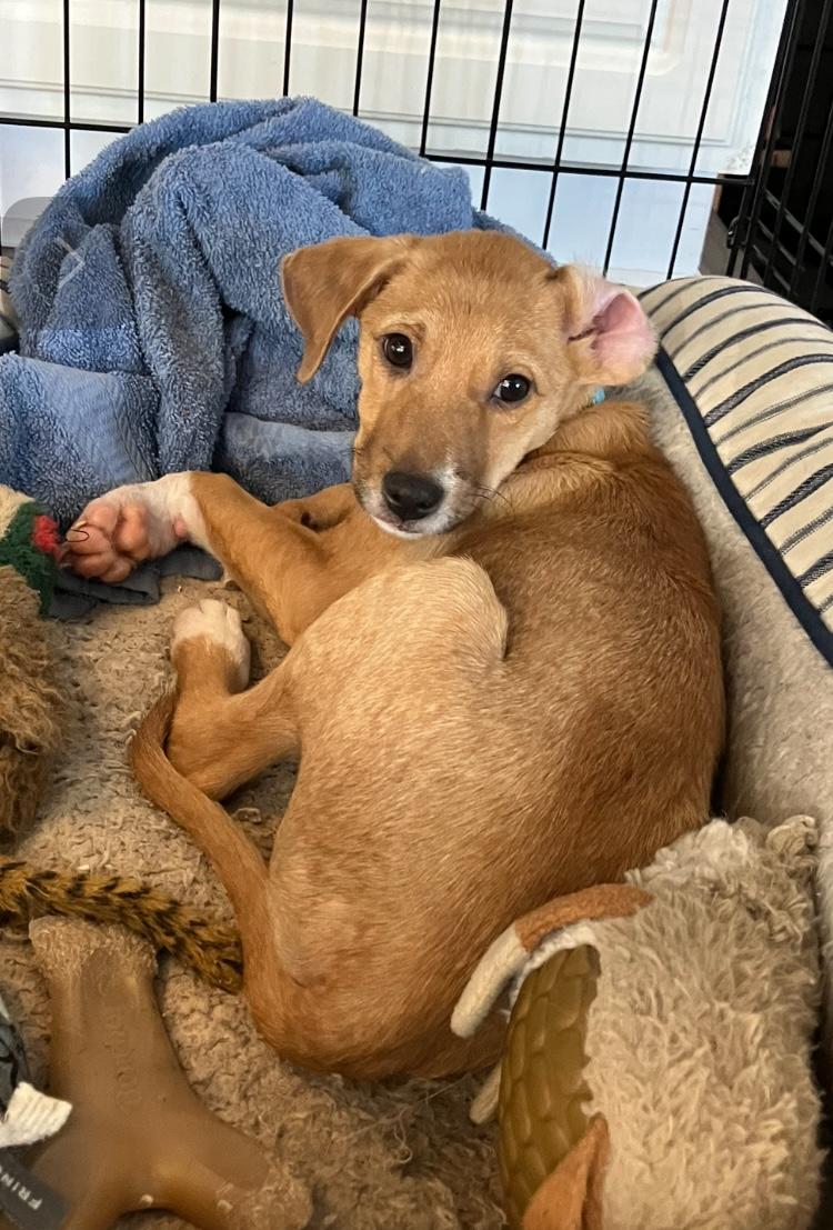 Armie, a Adopted mixed breed in Littleton, CO image 5/6