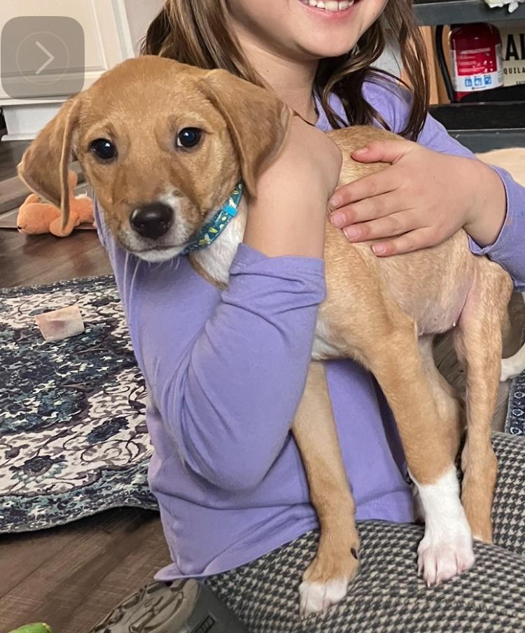 Armie, Adopted, Puppy Female Mixed Breed & Chihuahua.