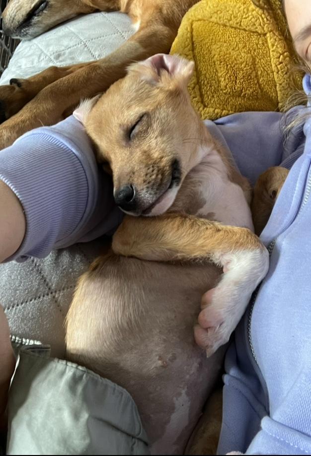 Armie, a Adopted mixed breed in Littleton, CO image 4/6