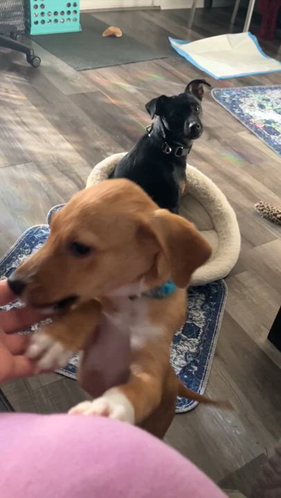 Enlarge Armie, a Adopted mixed breed in Littleton, CO video 3/6