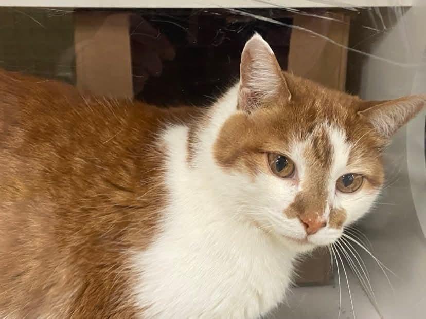 Ginger, Adoptable, Adult Male Domestic Short Hair.