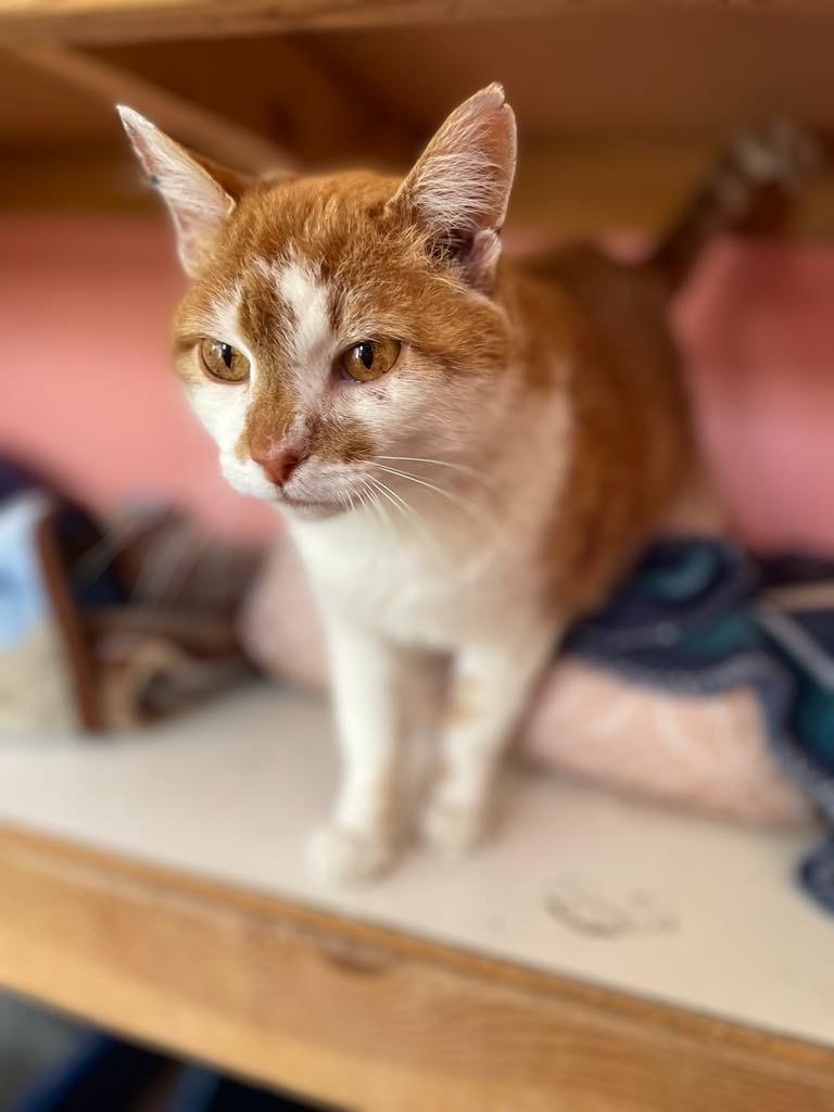 Ginger, a Adoptable mixed breed in Ogden, UT image 2/6