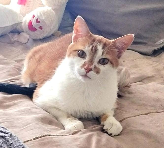 Ginger, a Adoptable mixed breed in Ogden, UT image 3/6