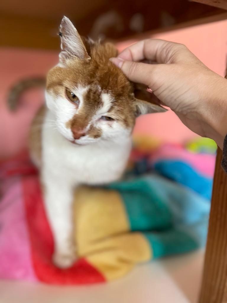 Ginger, a Adoptable mixed breed in Ogden, UT image 4/6