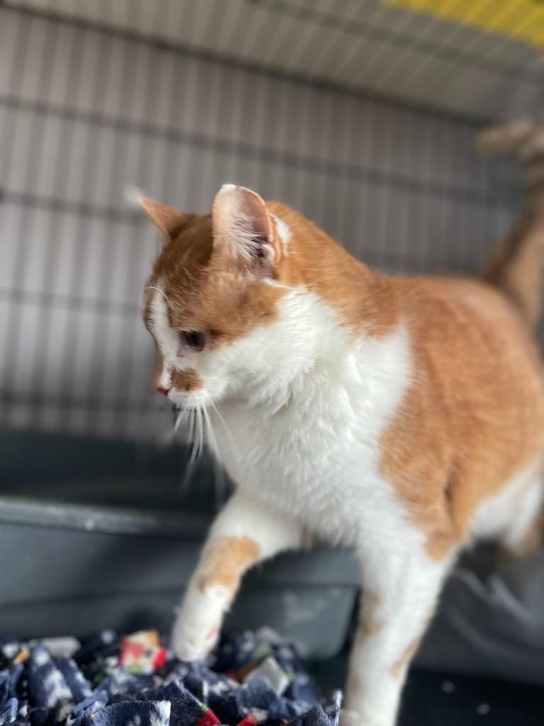 Ginger, a Adoptable mixed breed in Ogden, UT image 5/6