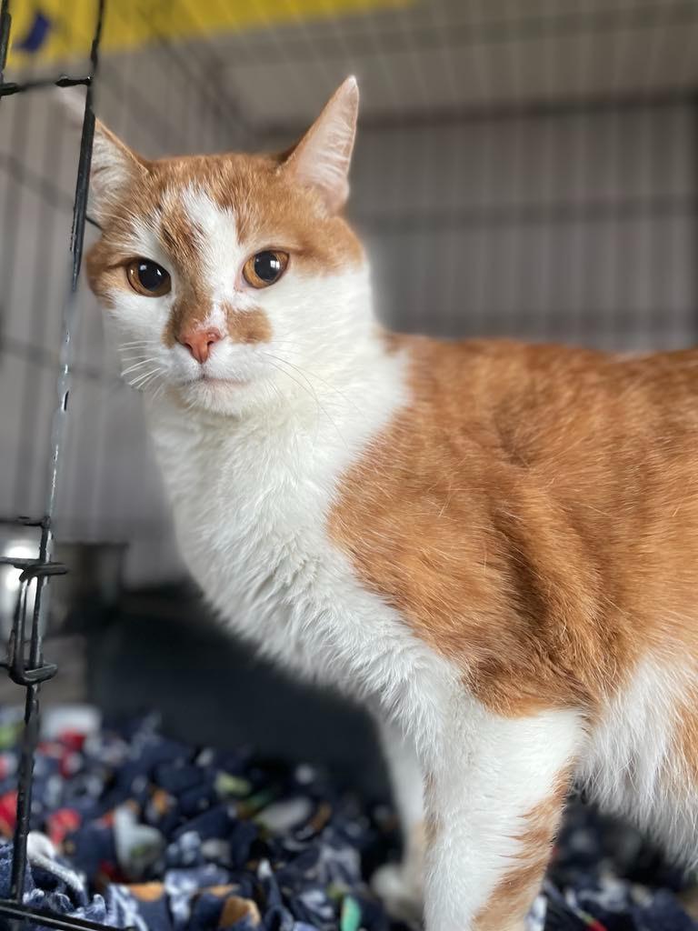 Ginger, a Adoptable mixed breed in Ogden, UT image 6/6