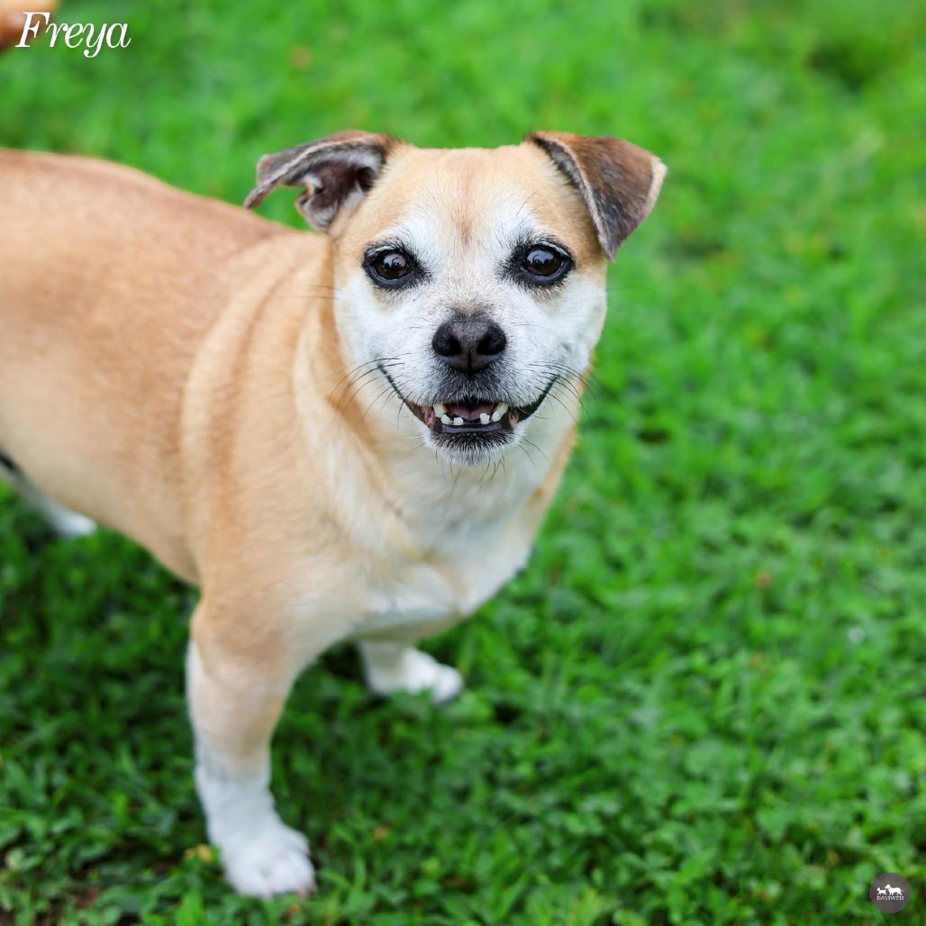 Freya, Adopted, Senior Female Pug & Mixed Breed.