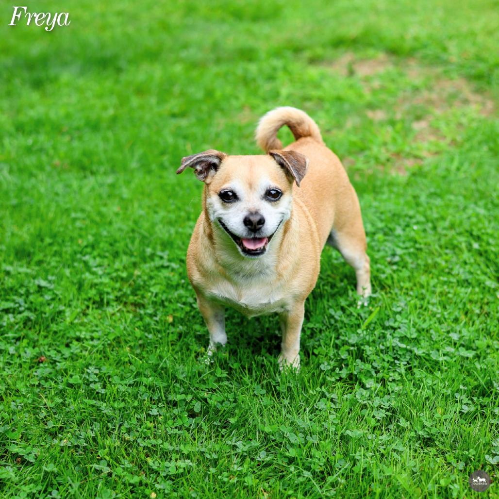 Enlarge Freya, a Adopted mixed breed in Hopkinton, MA image 2/6