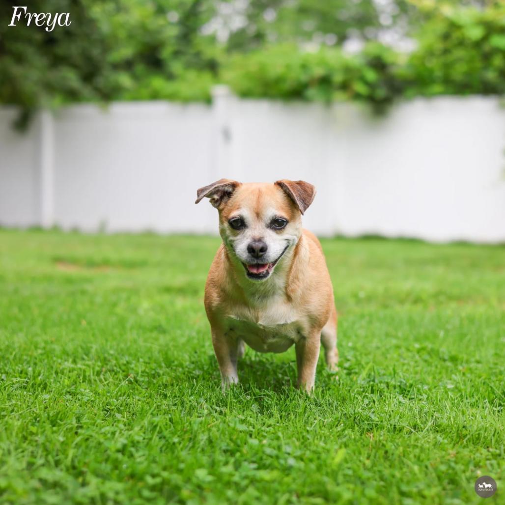 Enlarge Freya, a Adopted mixed breed in Hopkinton, MA image 3/6