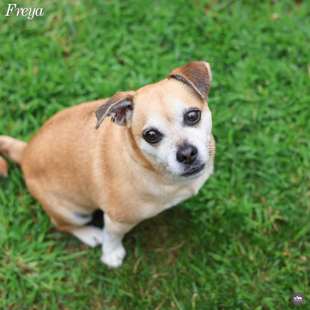Enlarge Freya, a Adopted mixed breed in Hopkinton, MA image 4/6