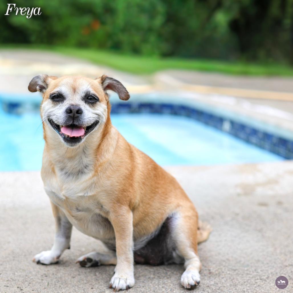 Enlarge Freya, a Adopted mixed breed in Hopkinton, MA image 5/6
