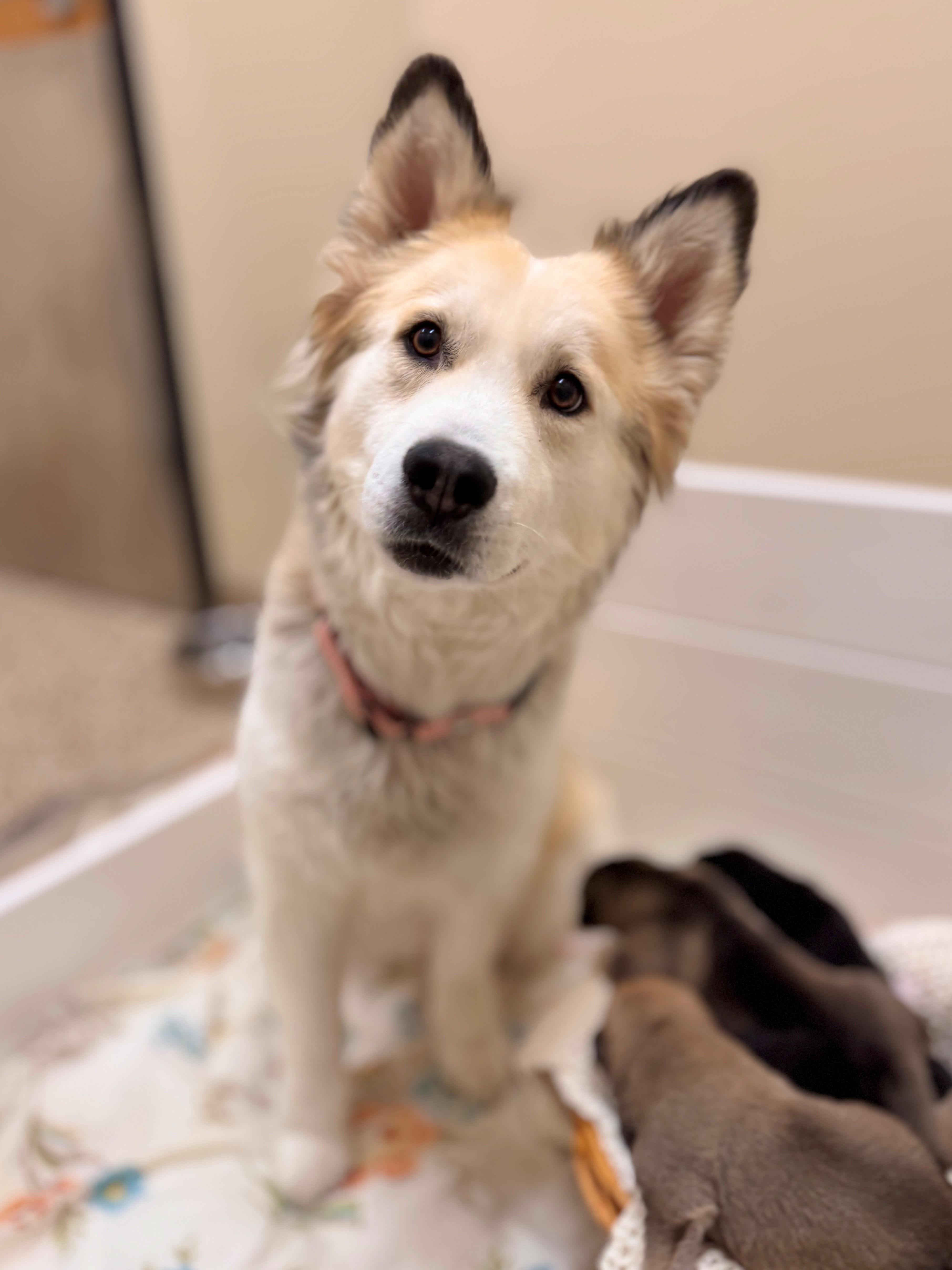 Enlarge Mukwa, a ADOPTABLE mixed breed in Hackensack, MN image 1/3
