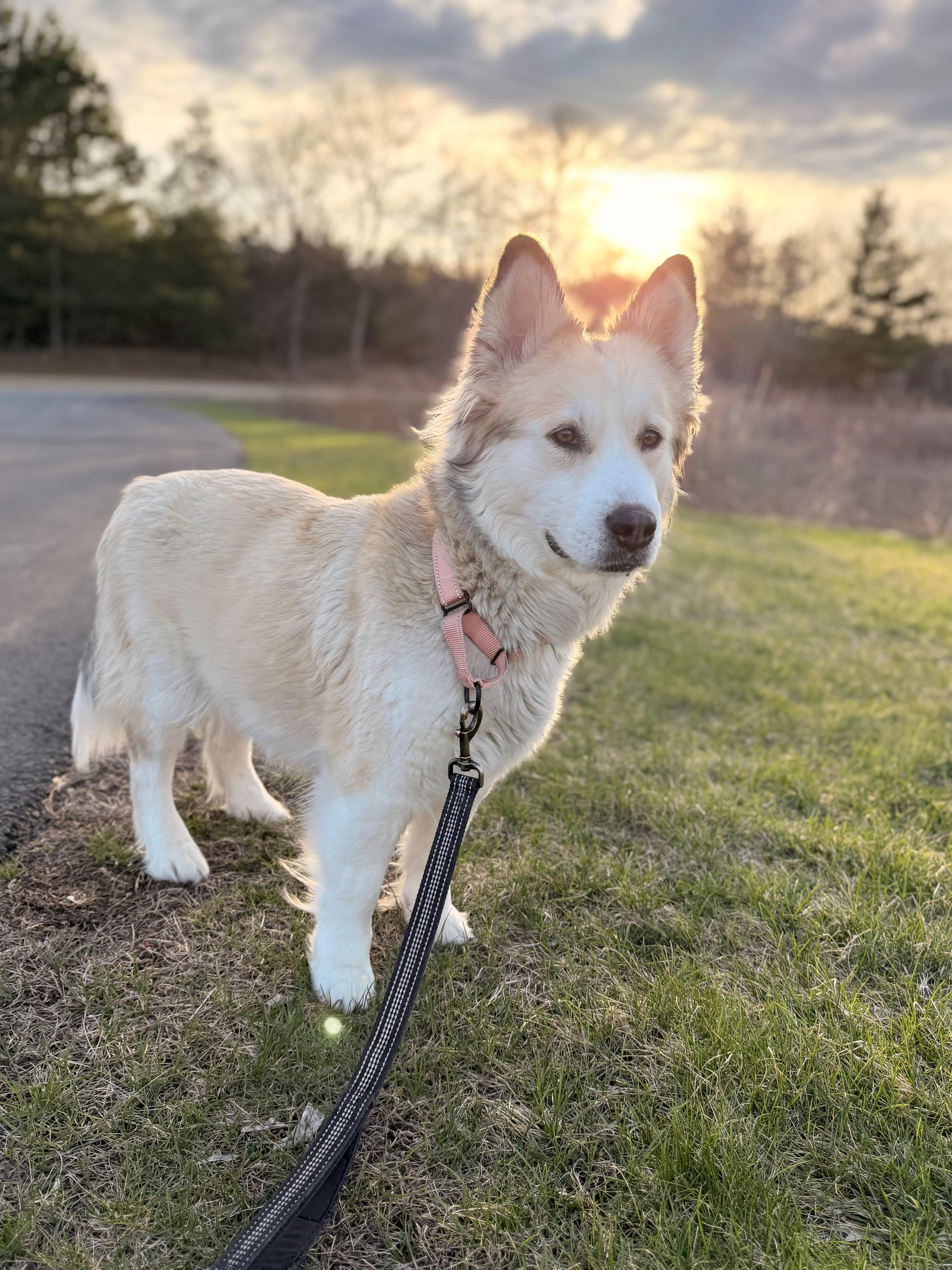 Enlarge Mukwa, a ADOPTABLE mixed breed in Hackensack, MN image 2/3