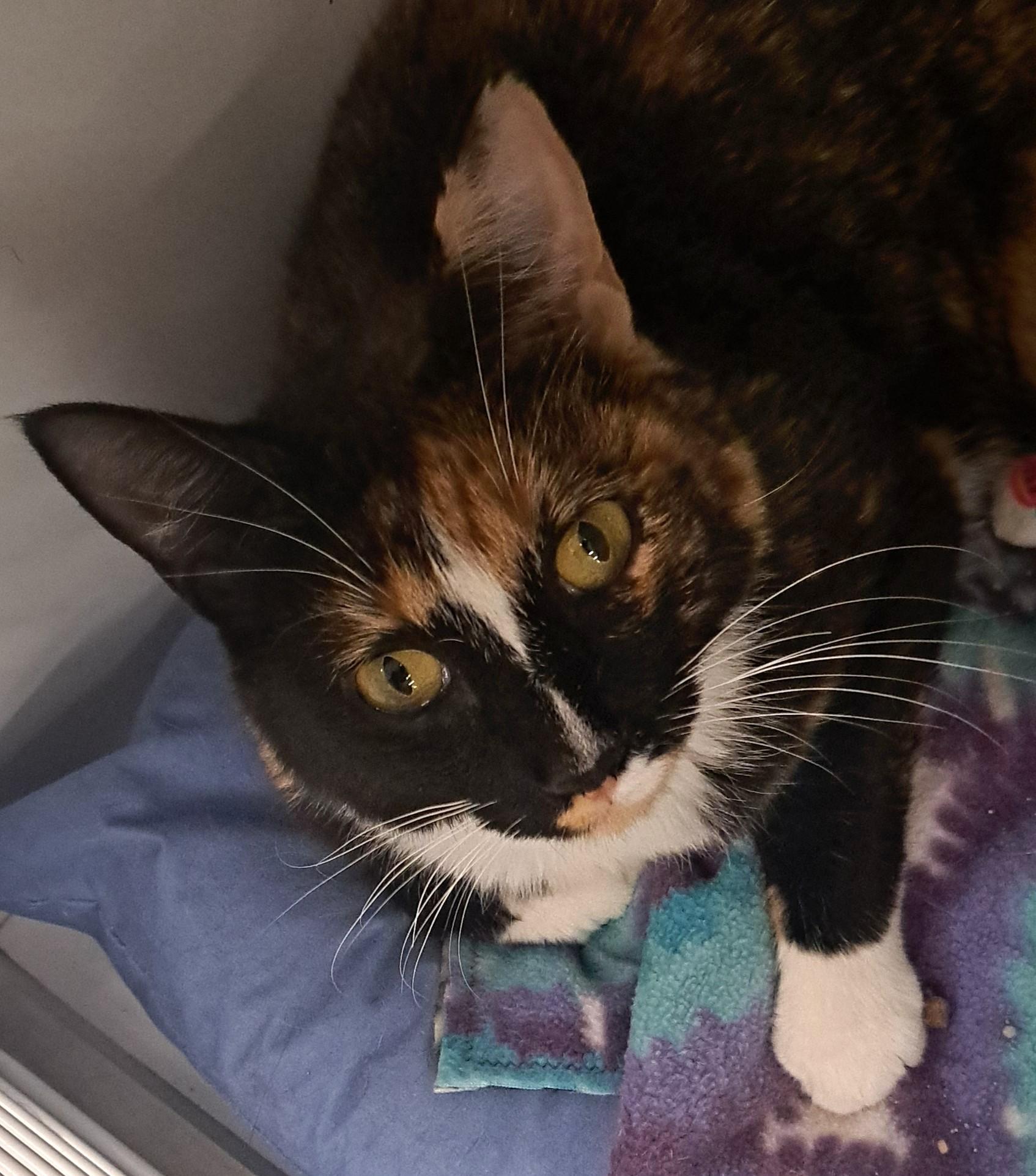 Caramel, ADOPTABLE, Adult Female Domestic Short Hair.