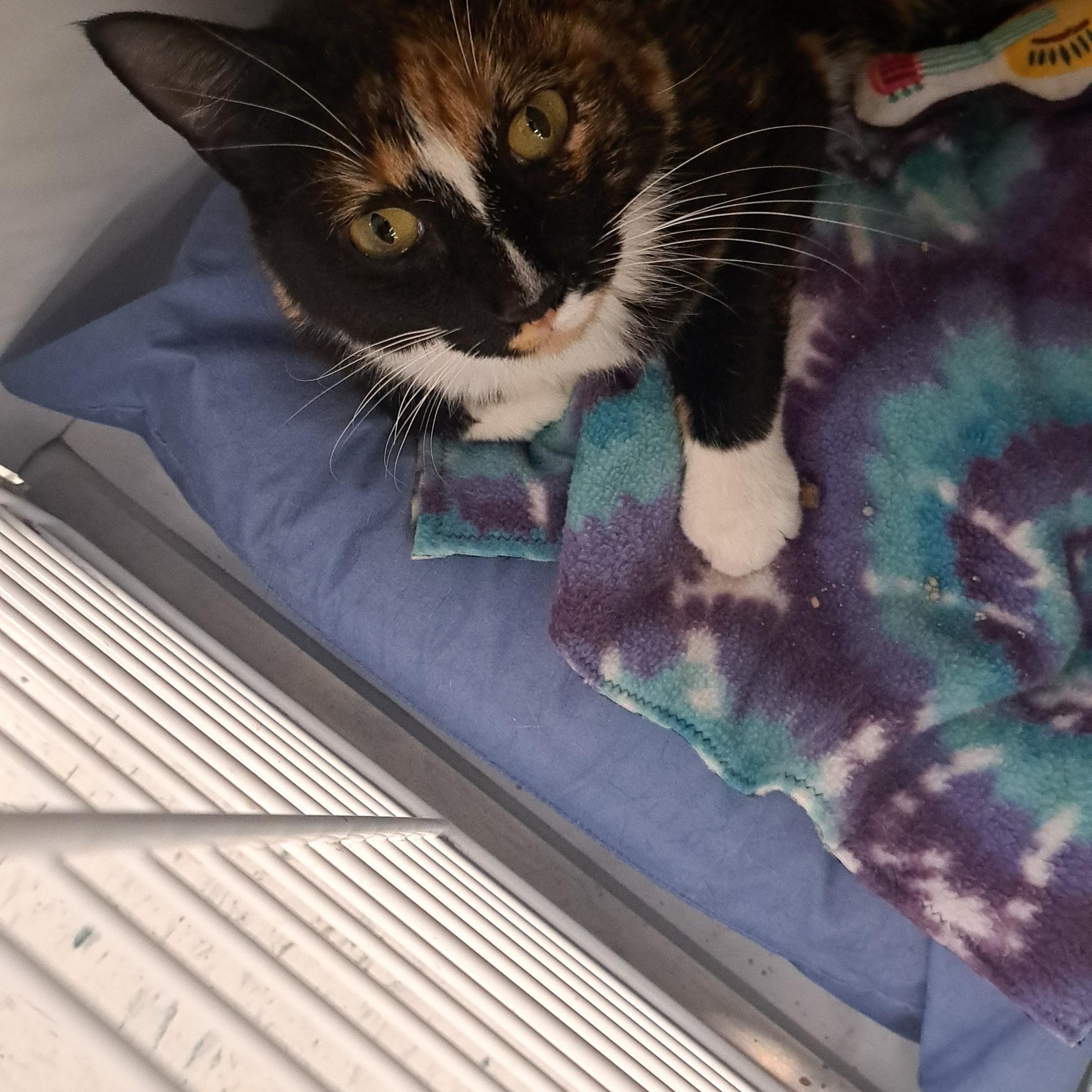 Caramel, a ADOPTABLE Domestic Short Hair in Buffalo, NY image 2/2