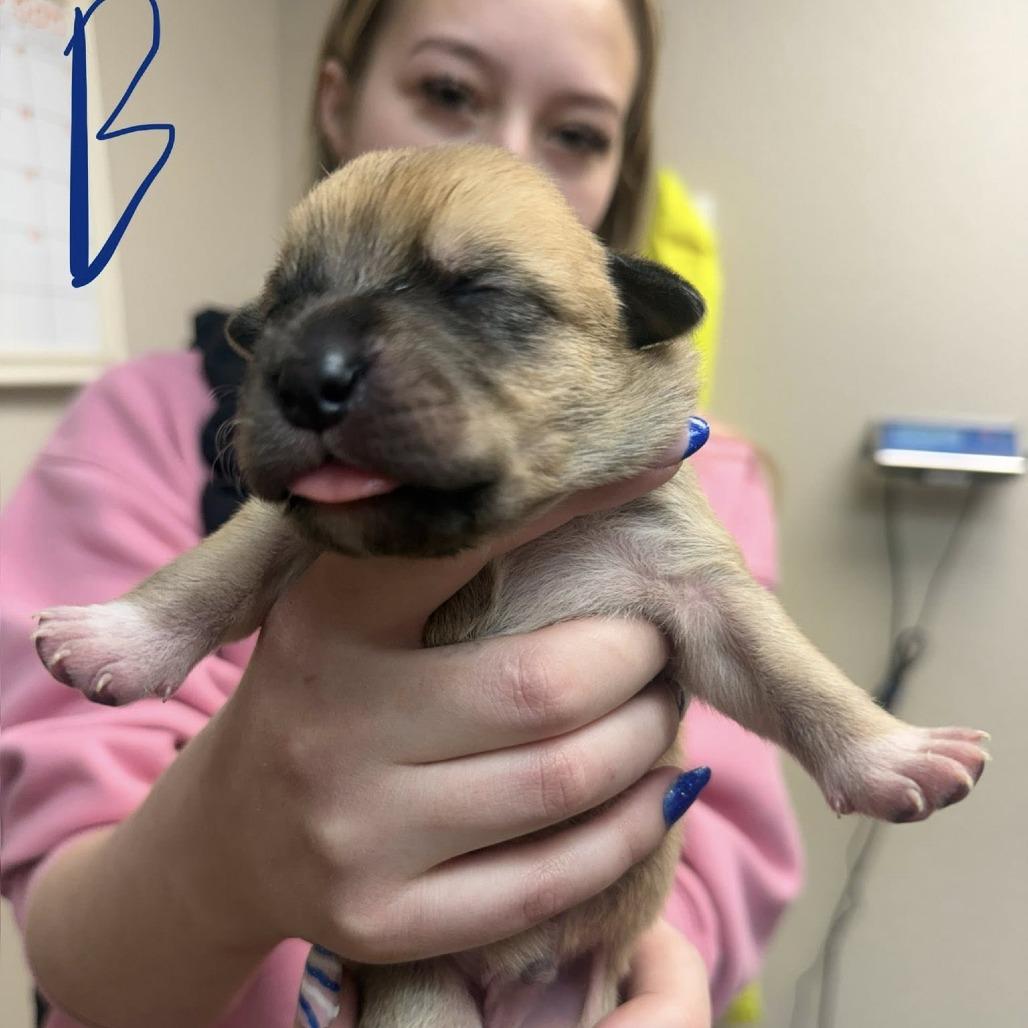 Enlarge puppy1, a Adoptable mixed breed in Collinsville , OK image 1/2