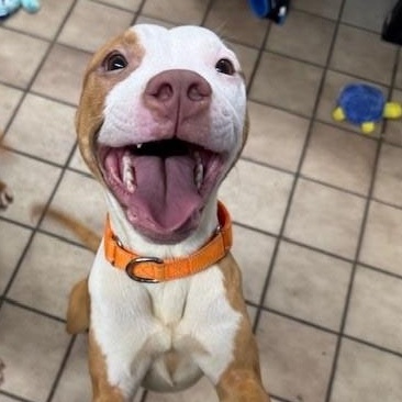 Camila, Adoptable, Young Female Pit Bull Terrier.