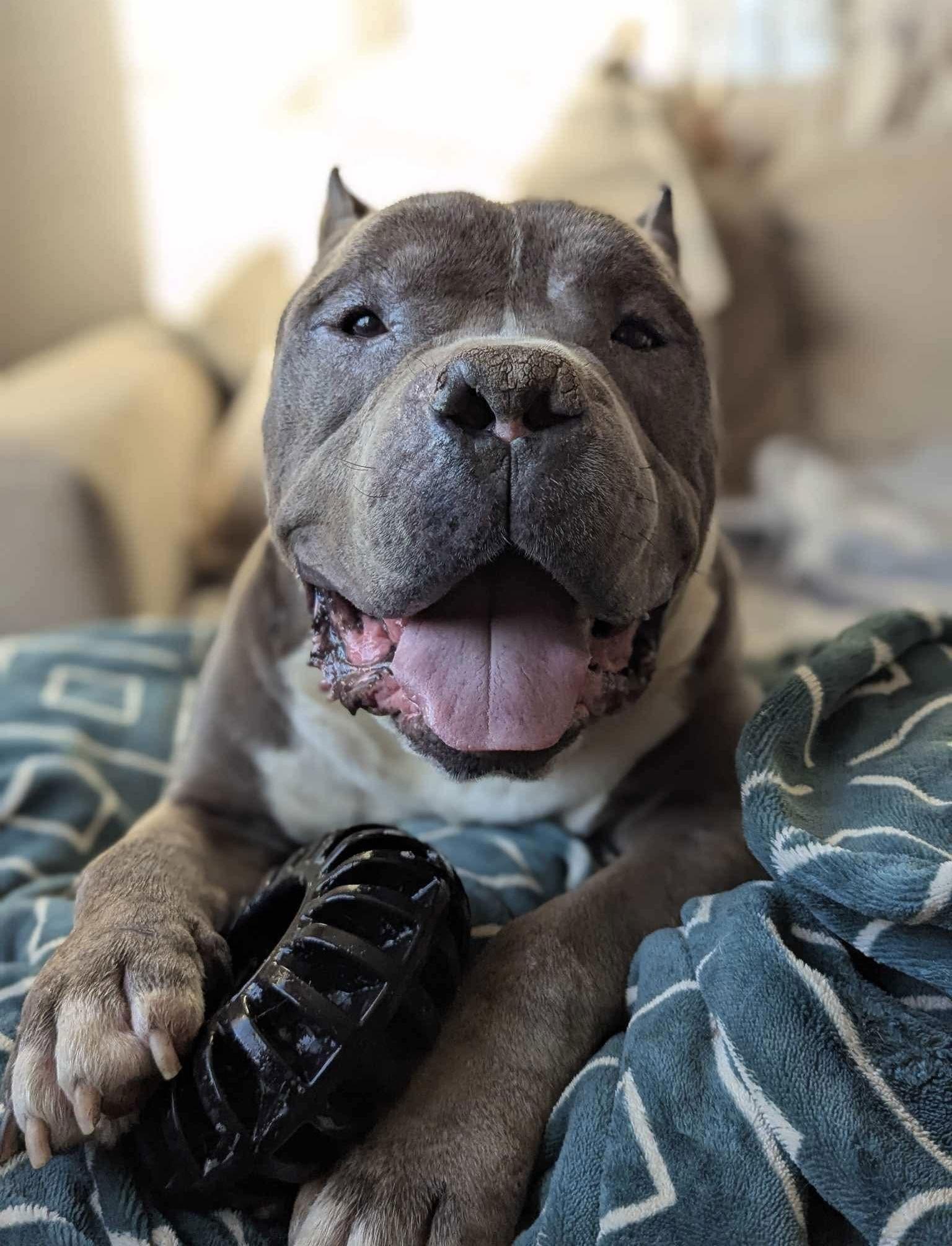 Dustin, Adoptable, Senior Male Pit Bull Terrier.