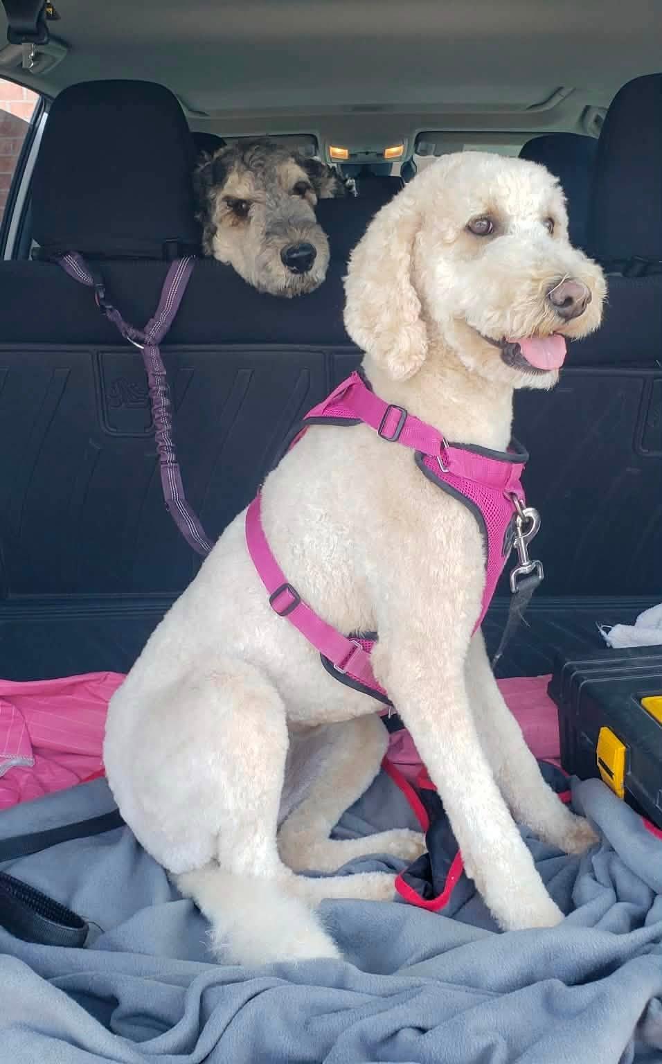 Enlarge Frida, a ADOPTABLE Standard Poodle in Ottawa, ON image 2/2