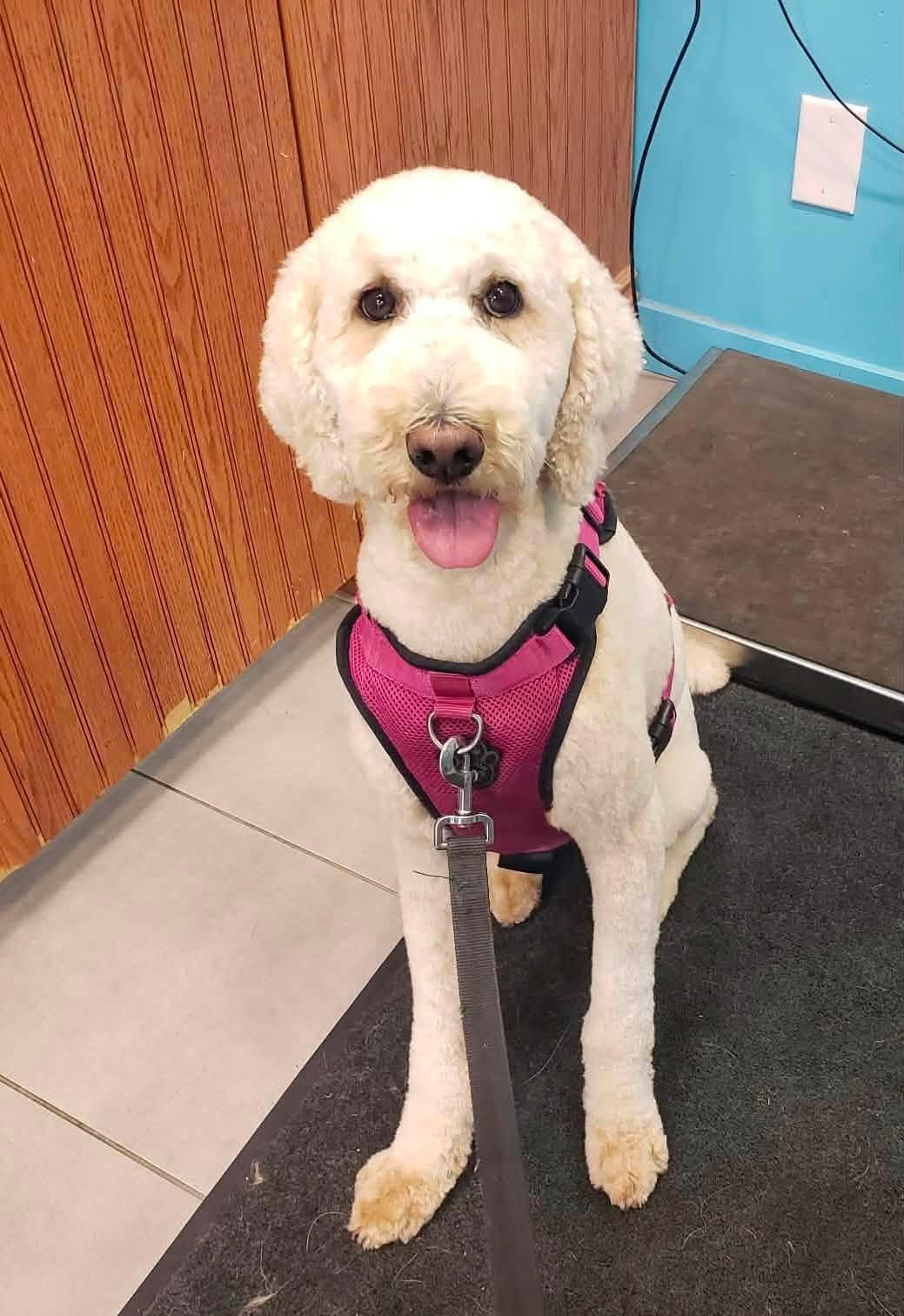 Frida, ADOPTABLE, Adult Female Standard Poodle.