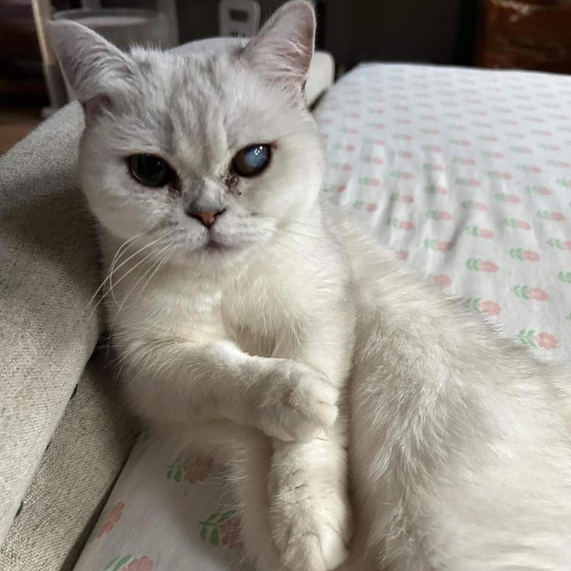 Jasmine