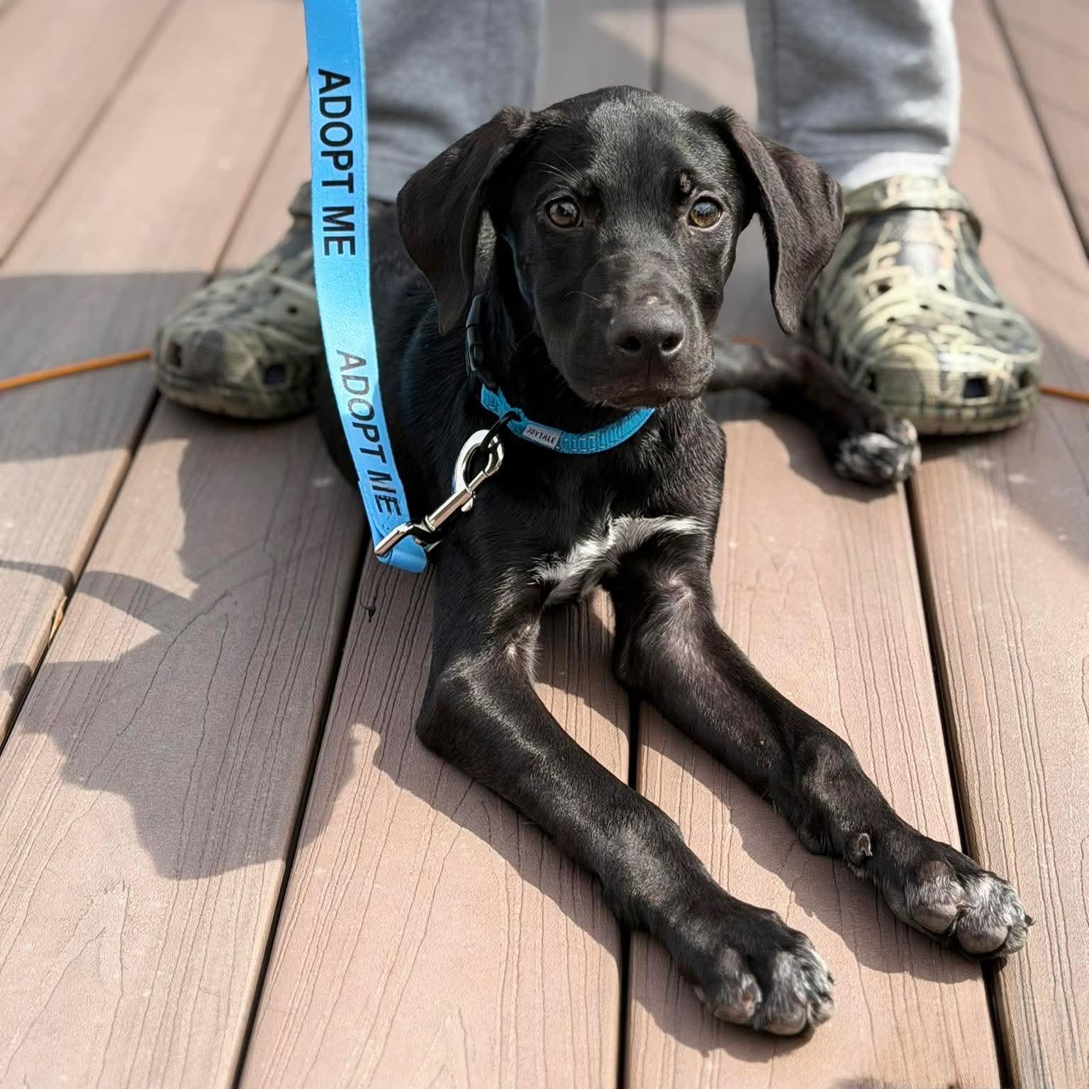 Hammer, adopted, Puppy Male Labrador Retriever & Hound.