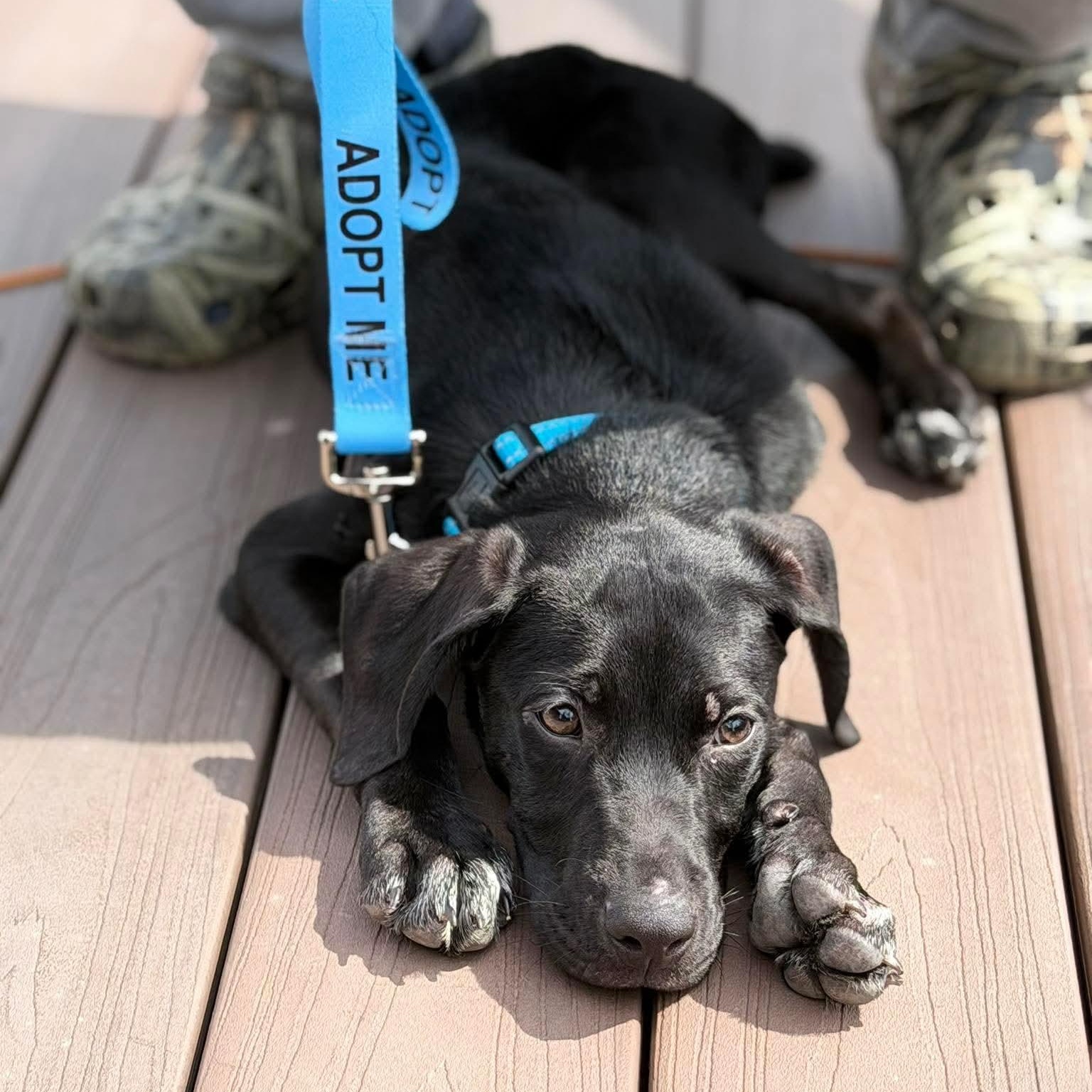 Hammer, an adopted mixed breed in Bethlehem, PA image 3/6